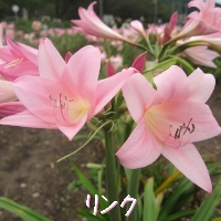 リンク